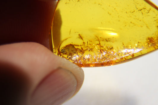 Ambre avec insecte