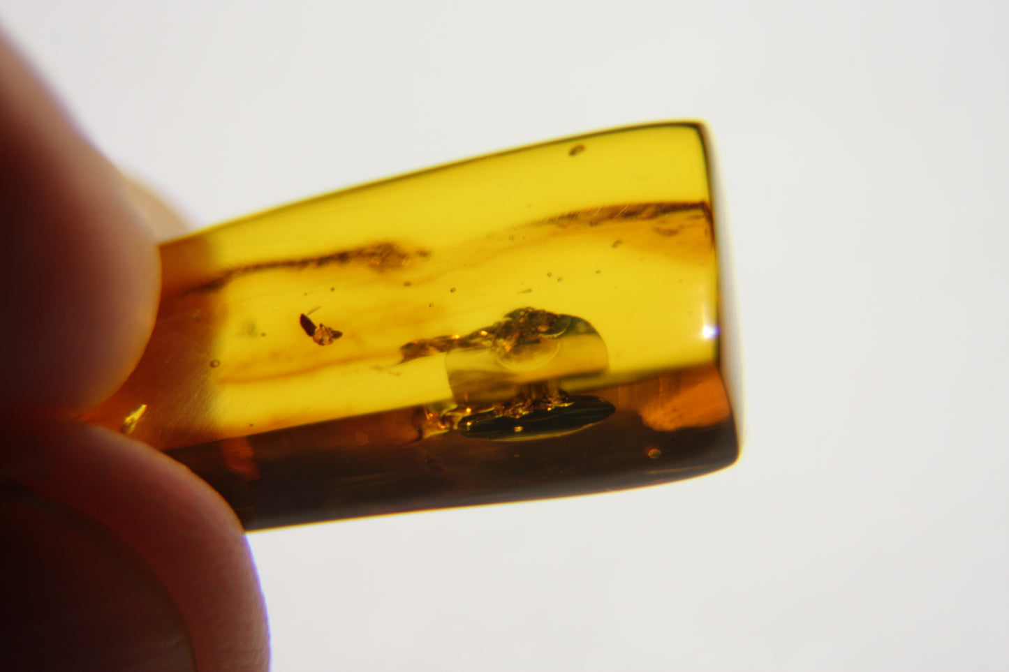 Ambre avec insecte