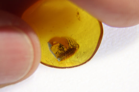 Ambre avec insecte