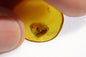 Amber with insect