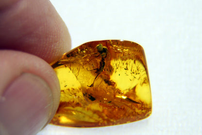 Ámbar con insecto "HYMENOPTERA"