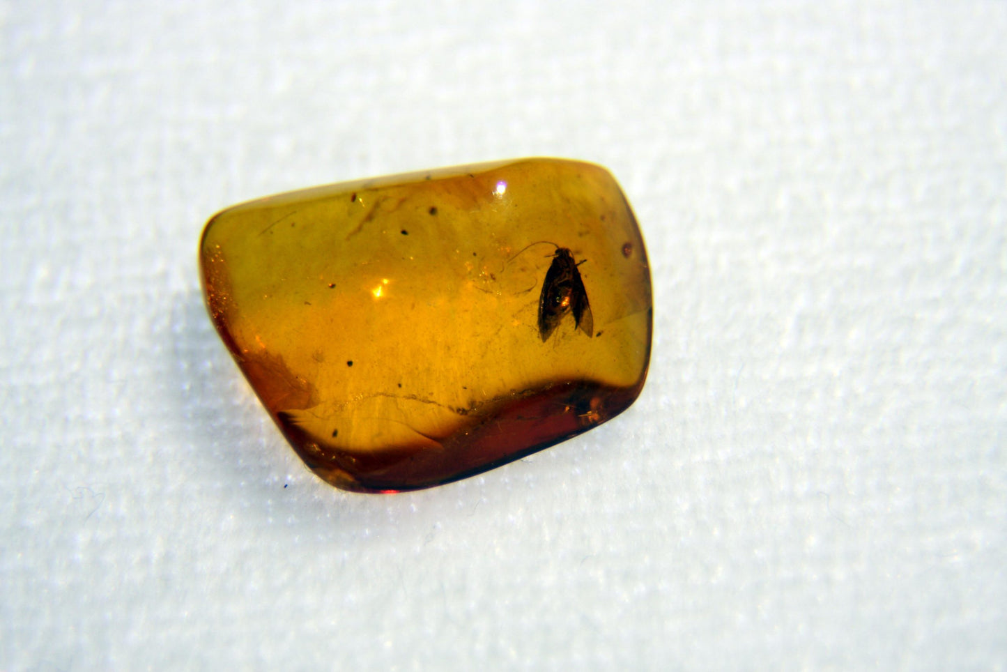 Ambre avec insecte "LEPIDOPTERA"