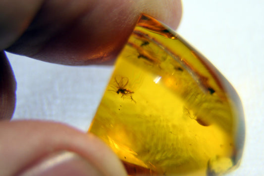 Amber with insect